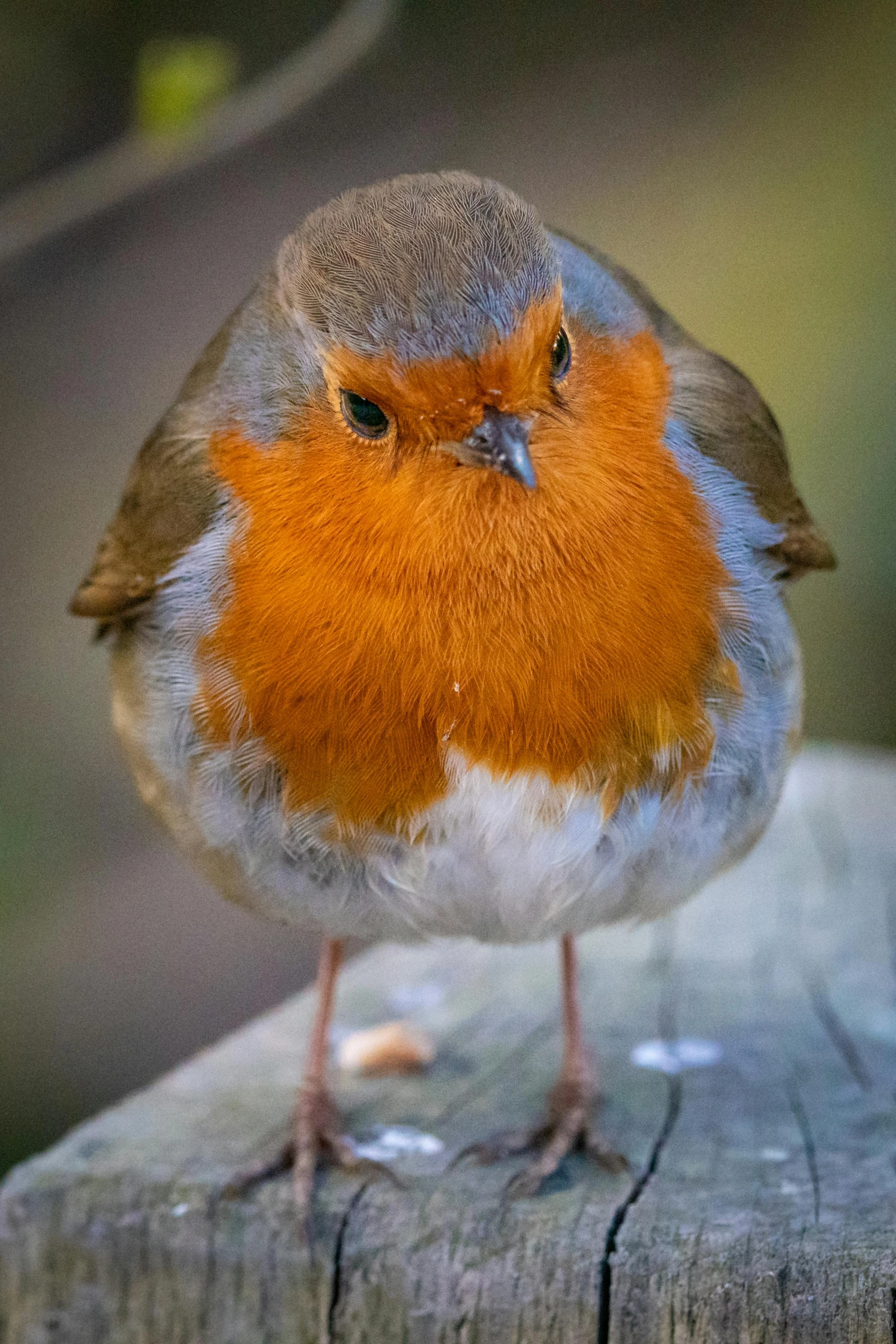 a small bird sitting on a wooden surface