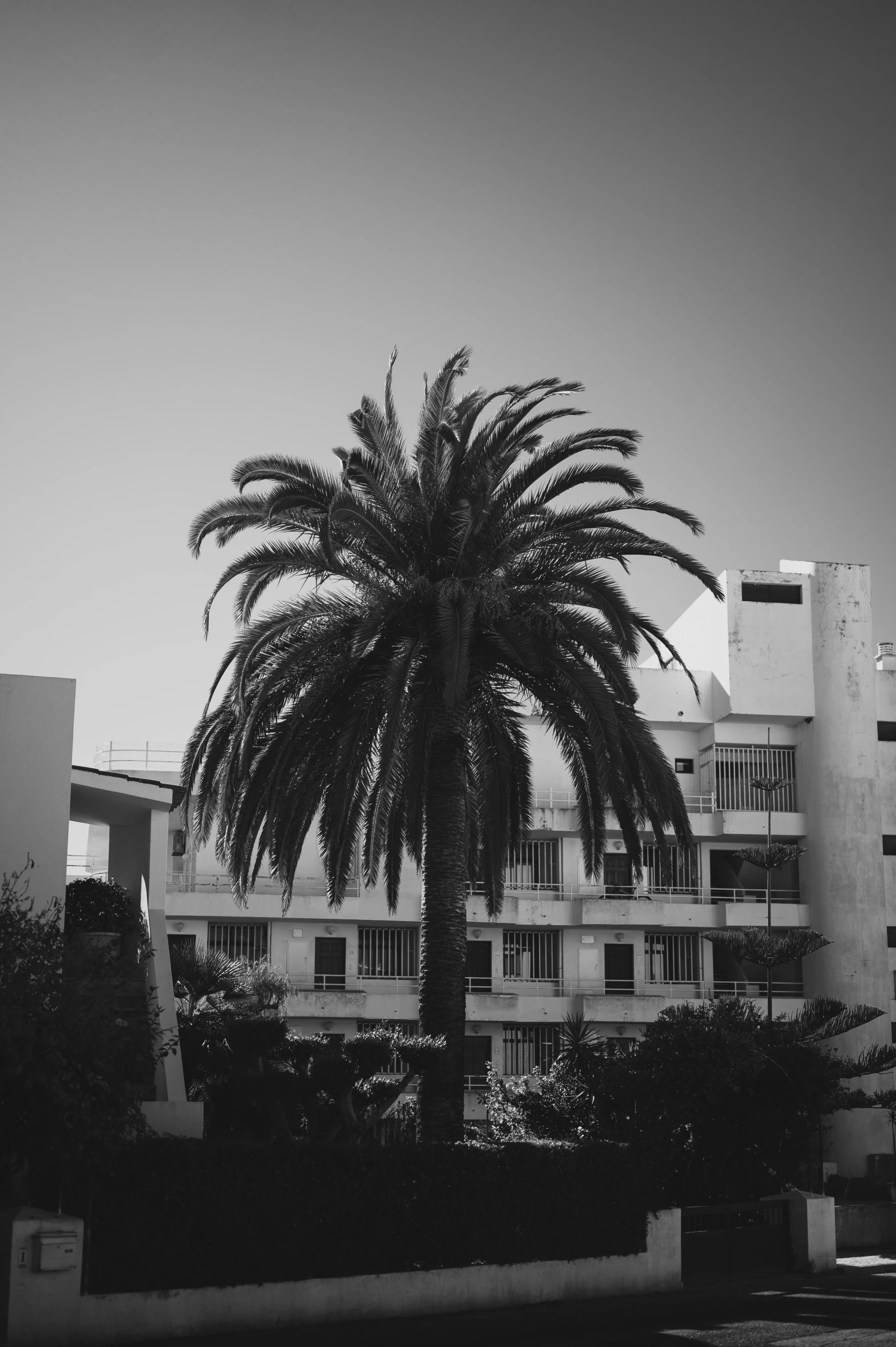 black and white po of palm tree in front of apartment building