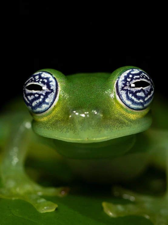 a close up of a frog with a black background