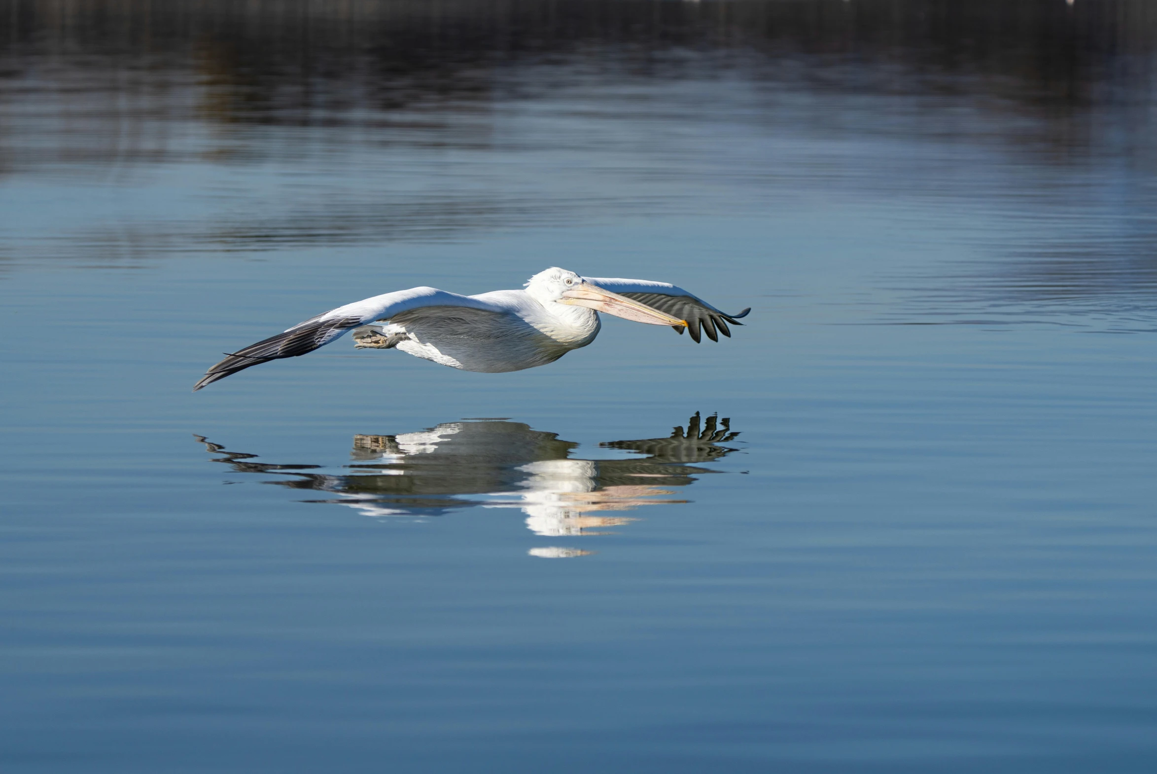 a large white and gray bird flies over water