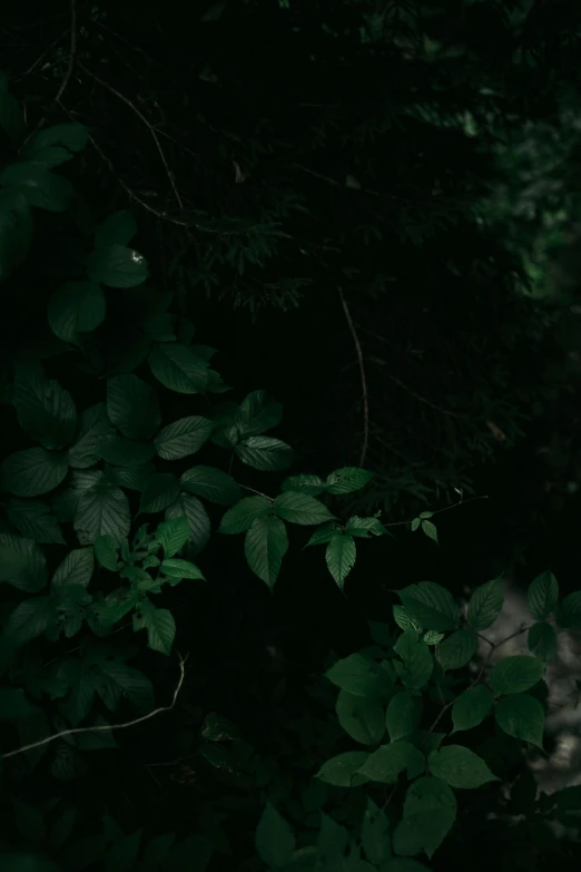 the leaves of the tree are almost covered by some dark green