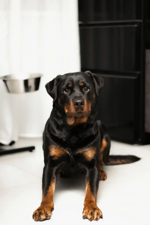 there is a large black and brown dog sitting on the floor