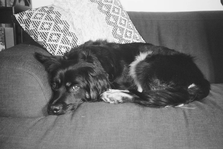 the black dog is lying on the gray sofa