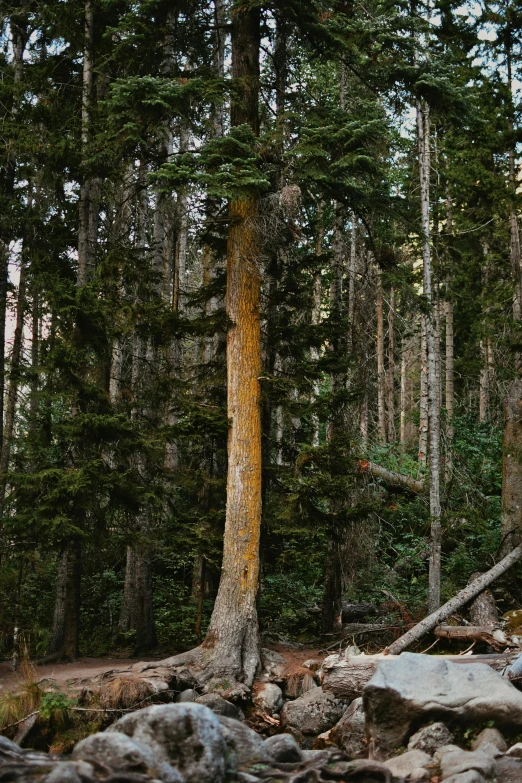 a large rock on the side of a forest