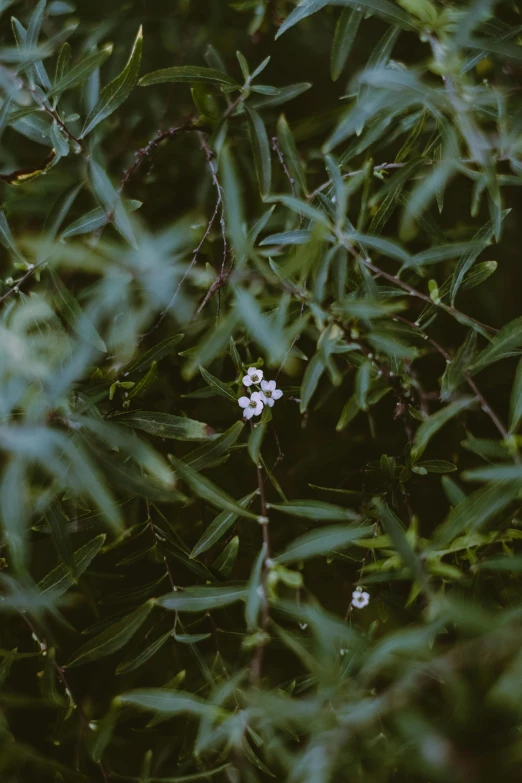 some white flowers that are on some trees