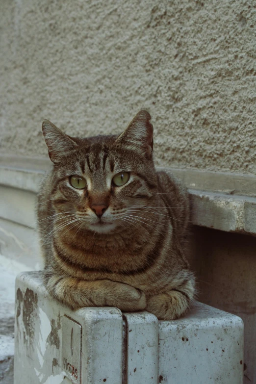 cat sitting on the corner of building with his eyes open