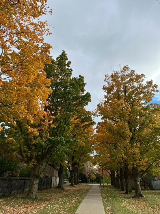 a tree lined sidewalk between two trees with leaves on them