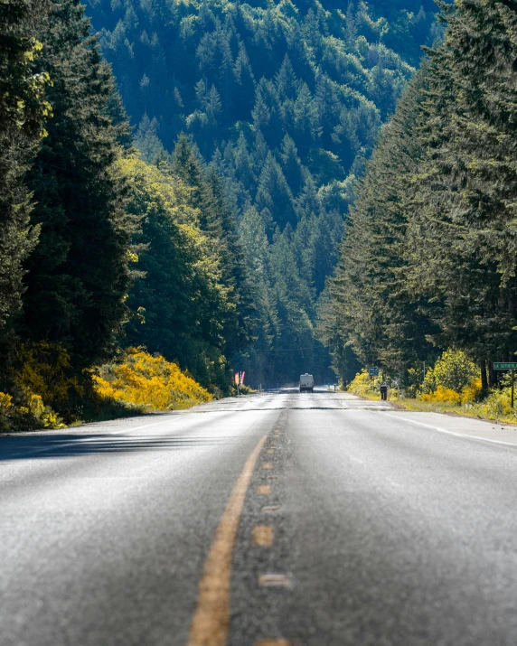 a wide, open road runs through a forest