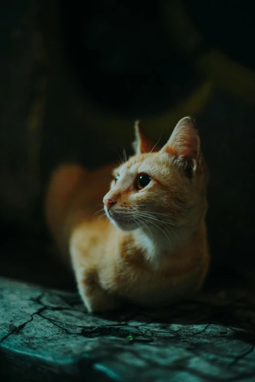 a cat is looking up while lying on the ground