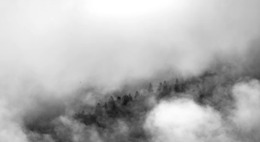 the clouds form an over head canopy above the trees