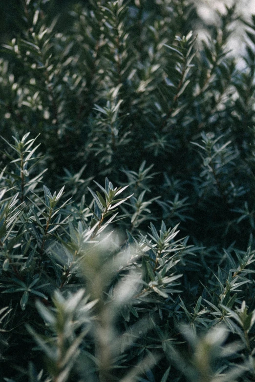 a couple of plants in a field with sky behind