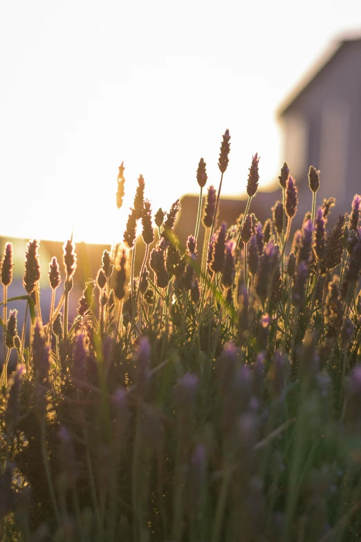 a number of plants in a field near one another