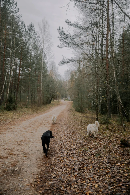 a dog is following three white dogs down a path