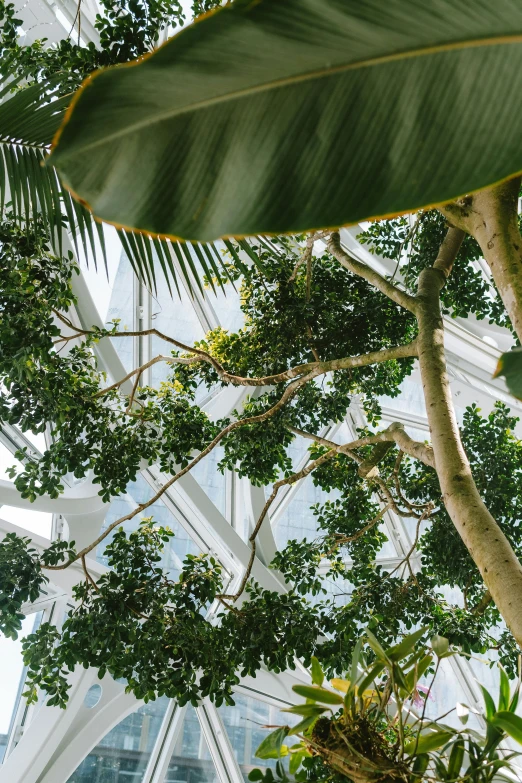 a green plant sitting inside of a tree filled lobby