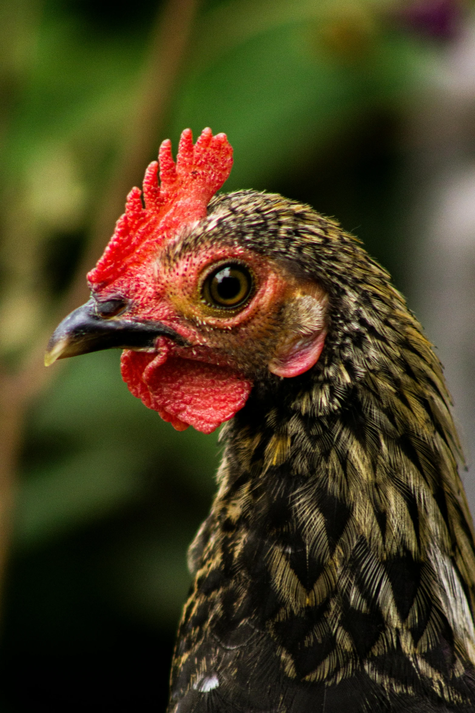 a close up of a rooster's head and a blurry background