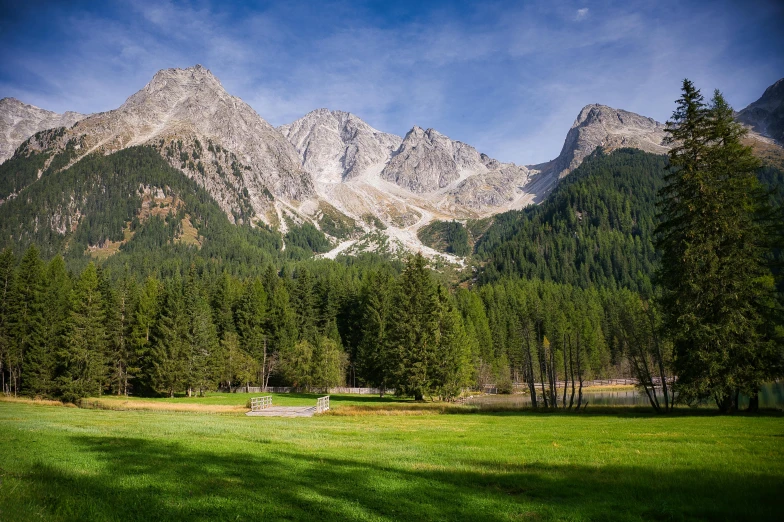 trees are next to a grassy meadow and mountain