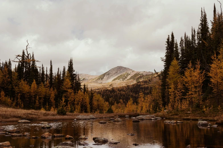 the woods are full of trees and the mountains are covered in clouds