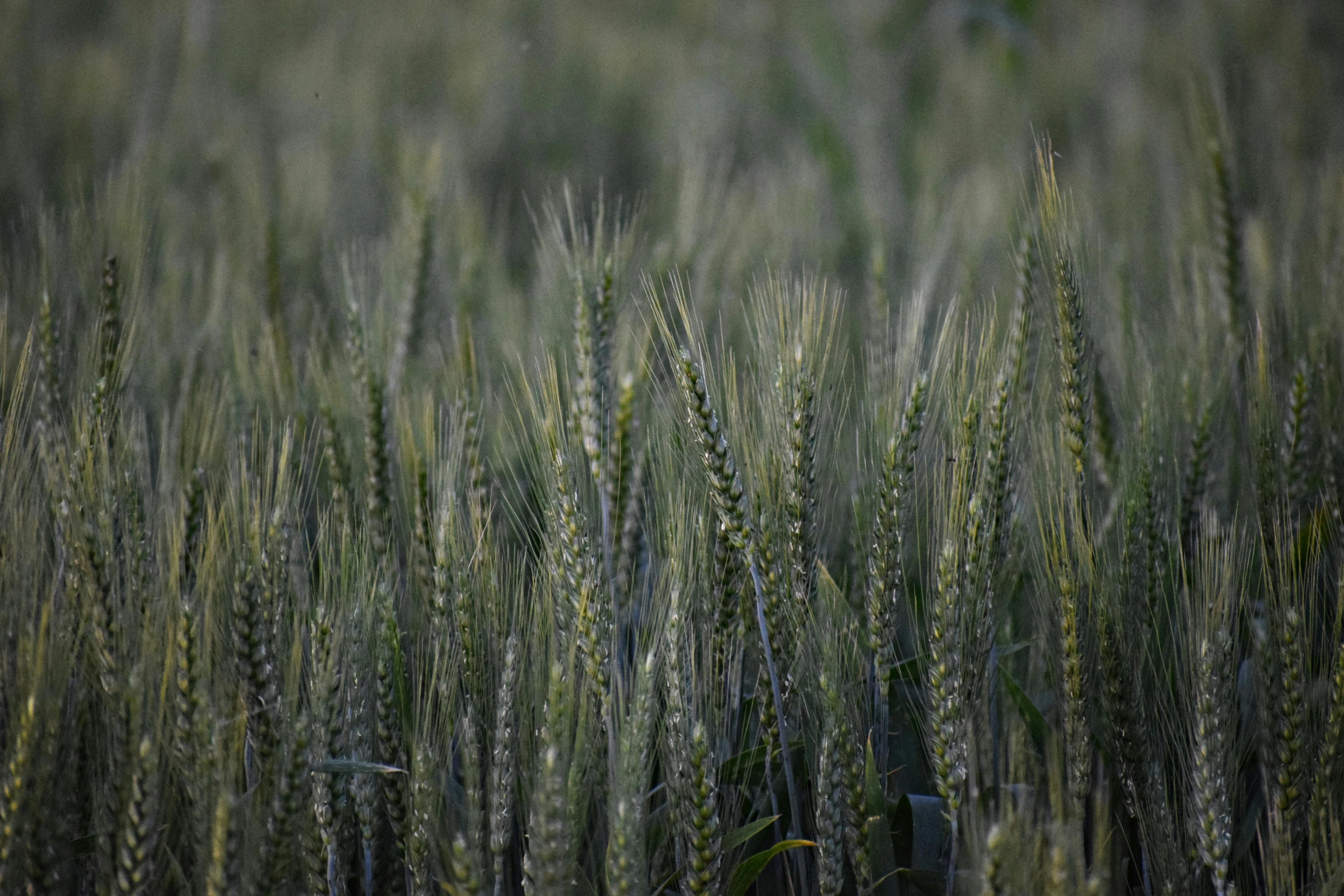 large field of green wheat ready to harvest