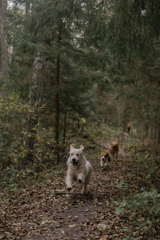 a dog walking through a forest next to leaves