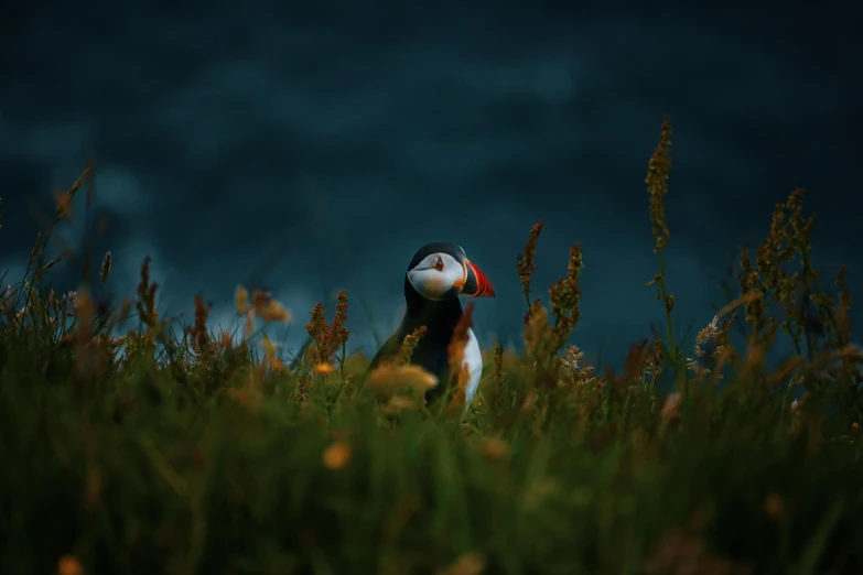 there is a bird standing in tall grass near the ocean