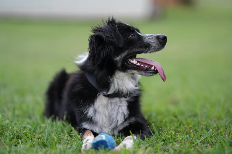 a black and white dog is playing with a ball