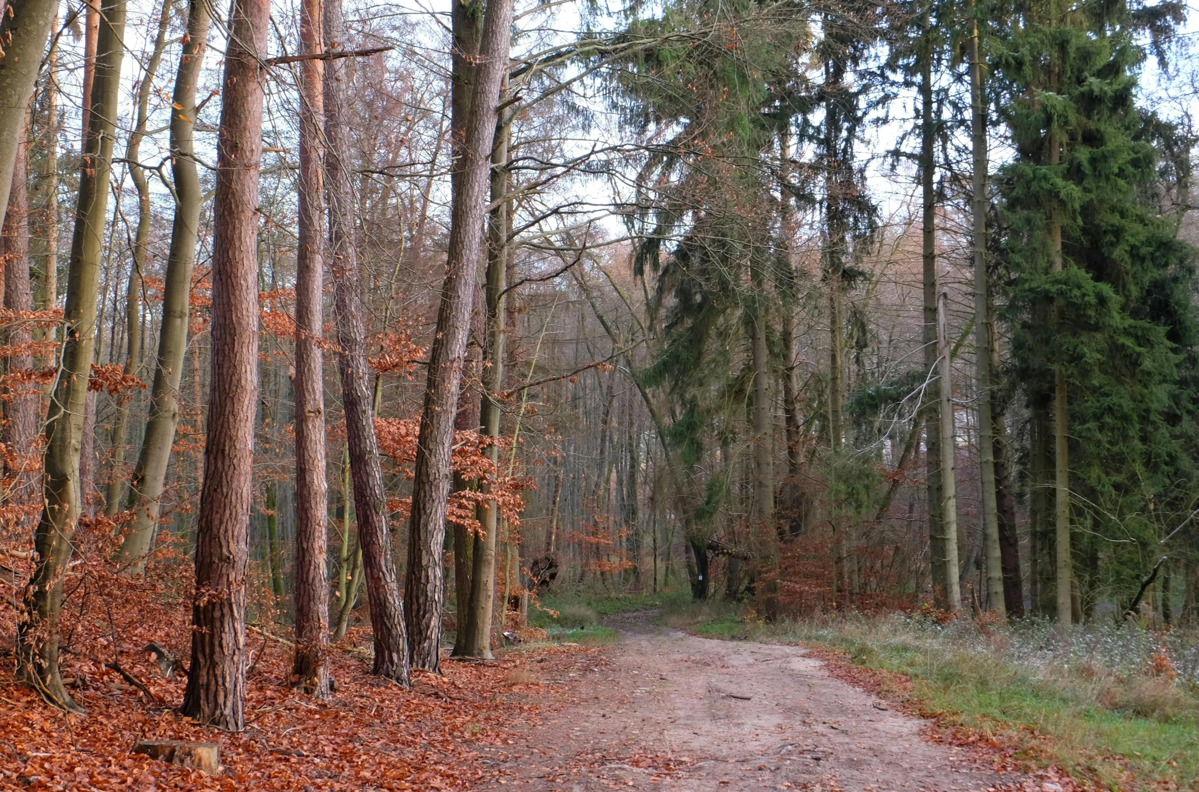 a dirt road is surrounded by trees and foliage