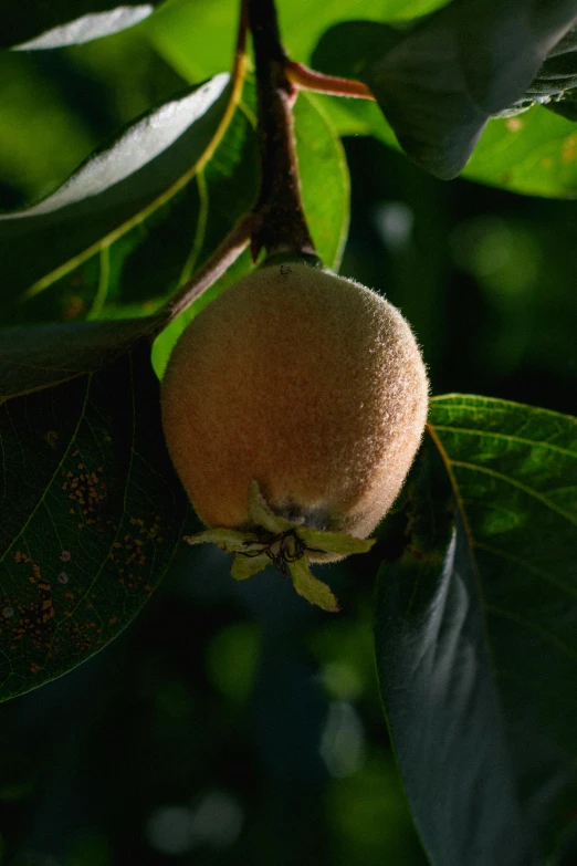 the ripe fruit on this tree looks almost ready to be picked