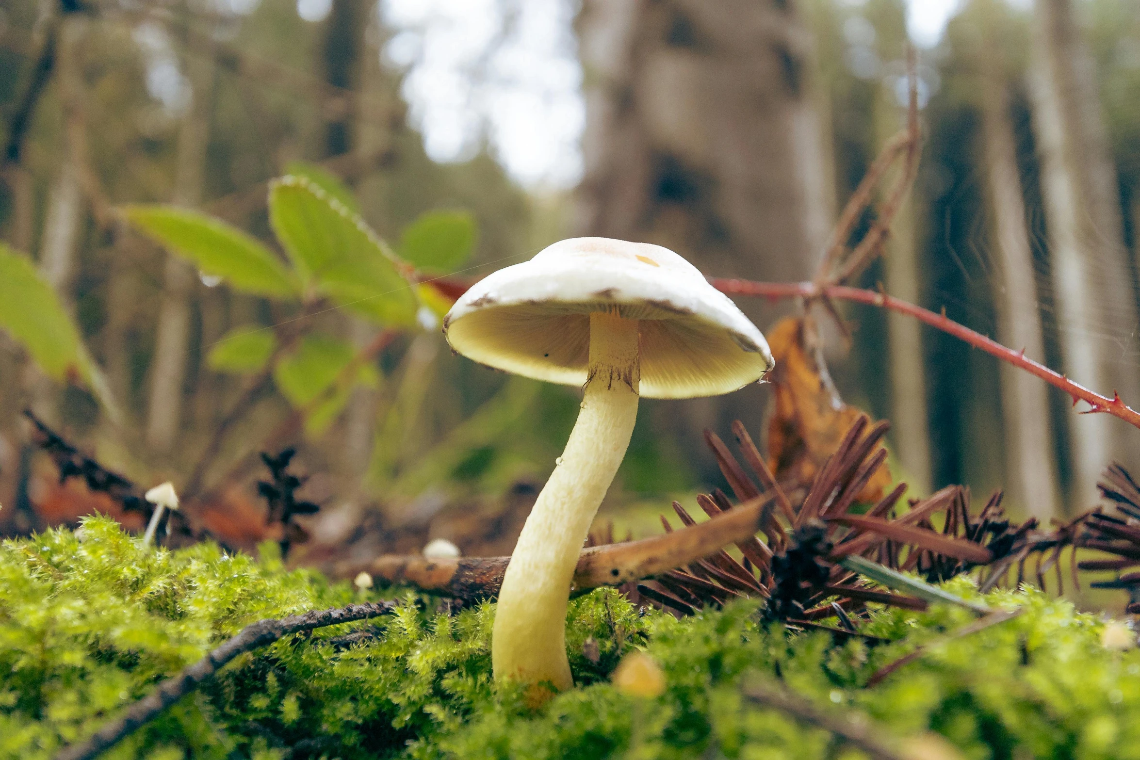 a mushrooms in the forest covered with moss