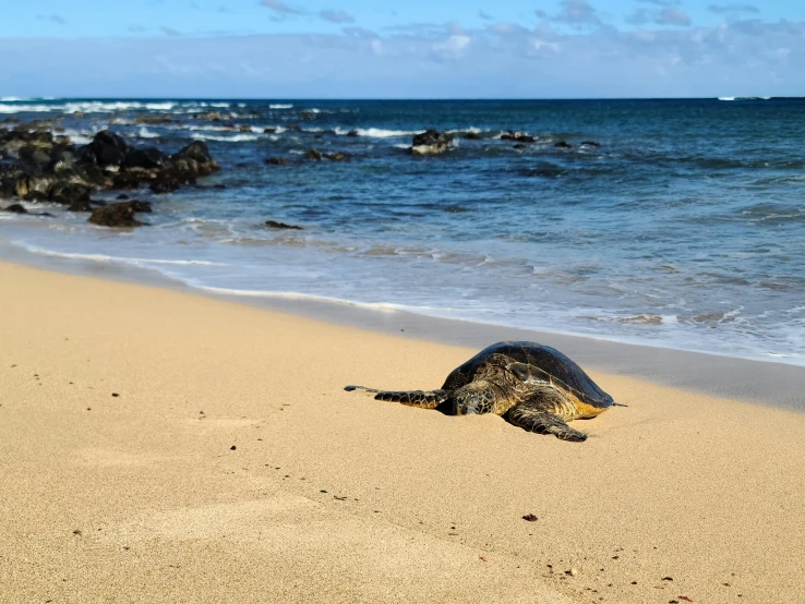 a baby turtle crawling on top of a sandy beach