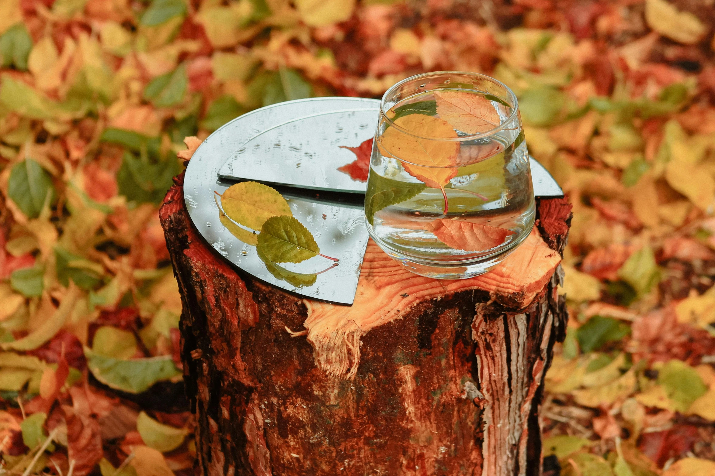 a glass is sitting on top of a tree stump