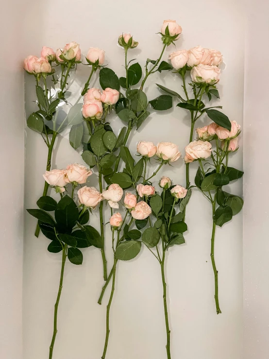 several large and small pink roses in one frame