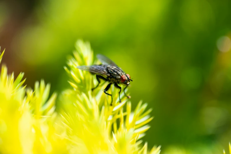 a fly sitting on a plant with green background