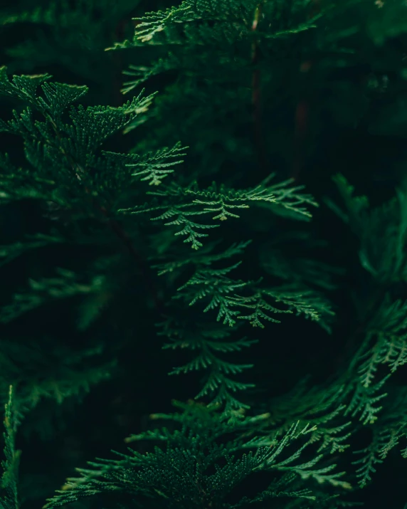 close up po of pine needles and leaves