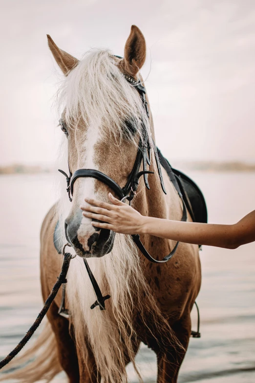 a horse being petted by someone while standing next to the ocean