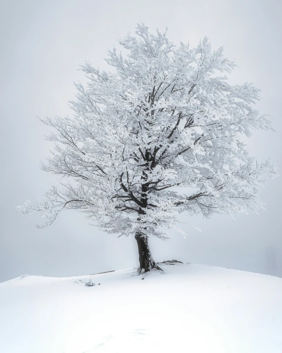 the lone tree has an enormous amount of snow on it