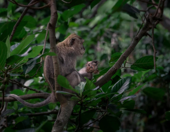 an adult monkey stands in the tree behind it