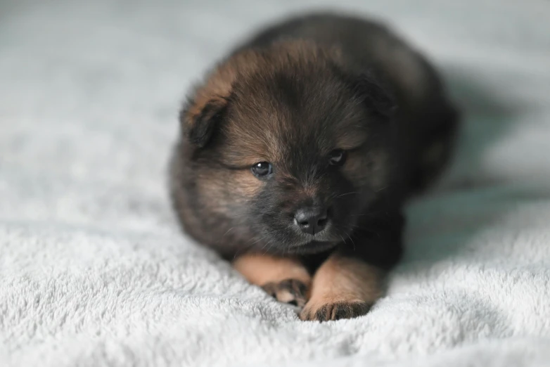 a black and brown puppy laying on a blanket