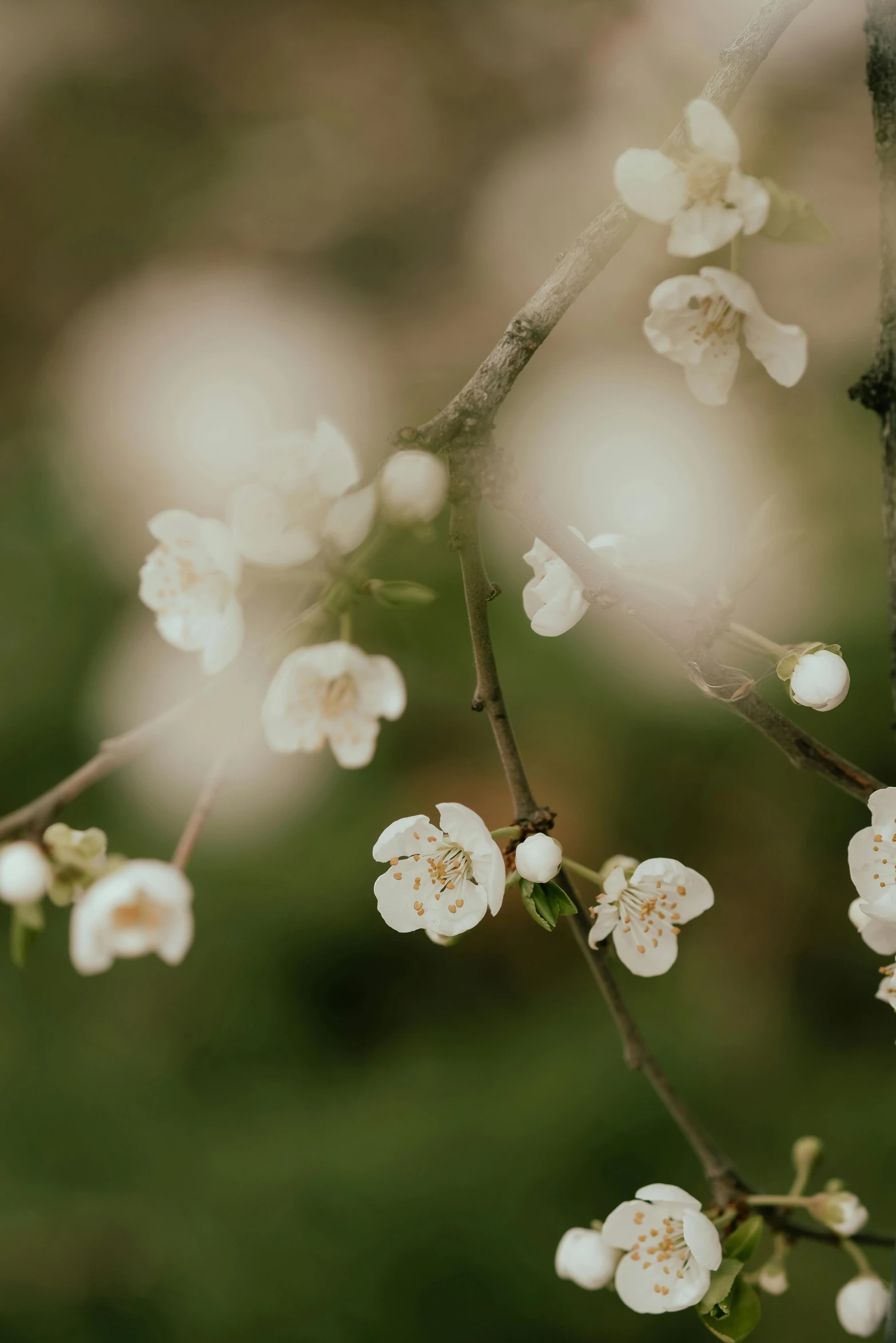 a flowering cherry tree that is blooming and a blurred background