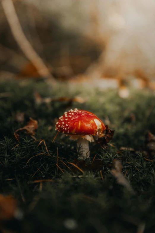 a red and white mushroom in the grass