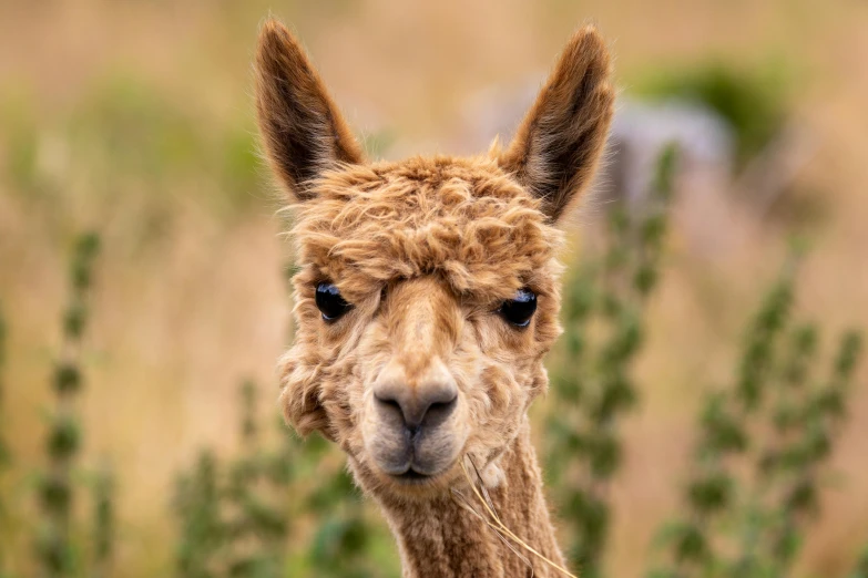 a close up view of an alpaca in its natural habitat