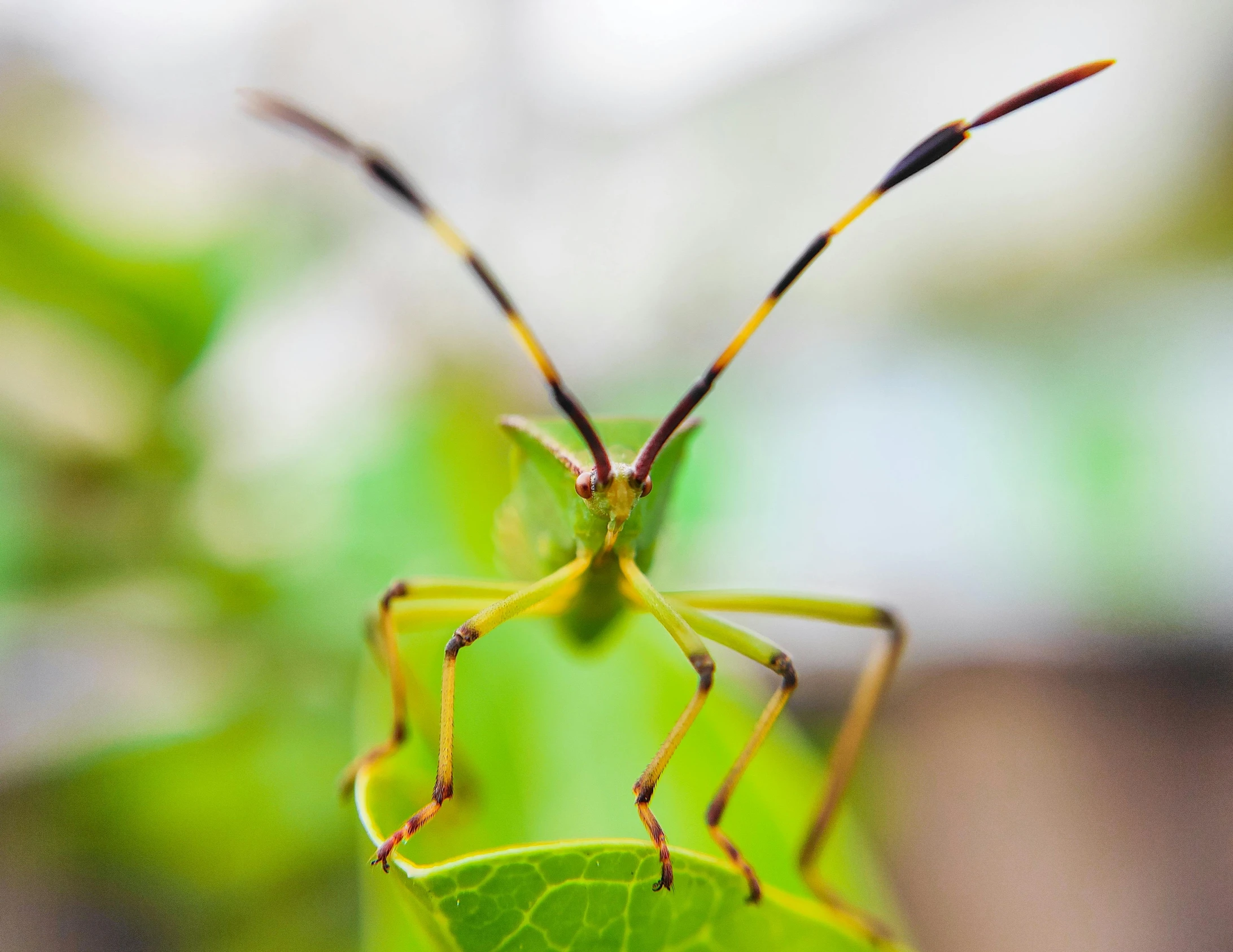 a close up of a green leaf on its side with two antennae, sitting on a large green leaf