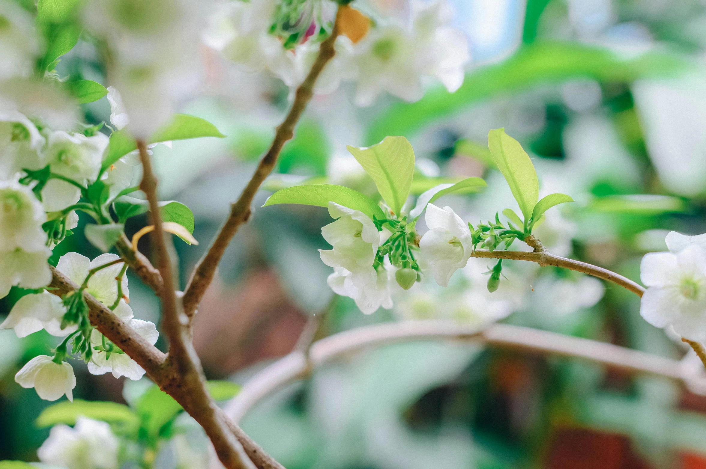 small white flowers blooming in a tree