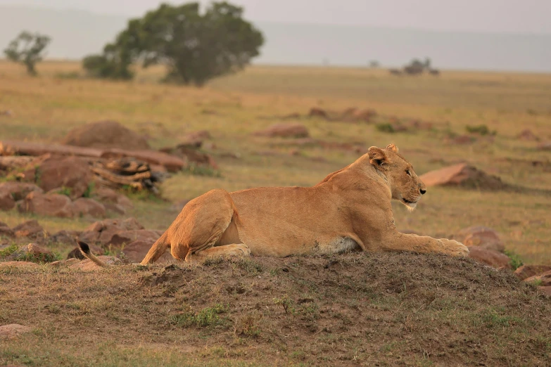 a young lion sitting on the top of a grassy hill