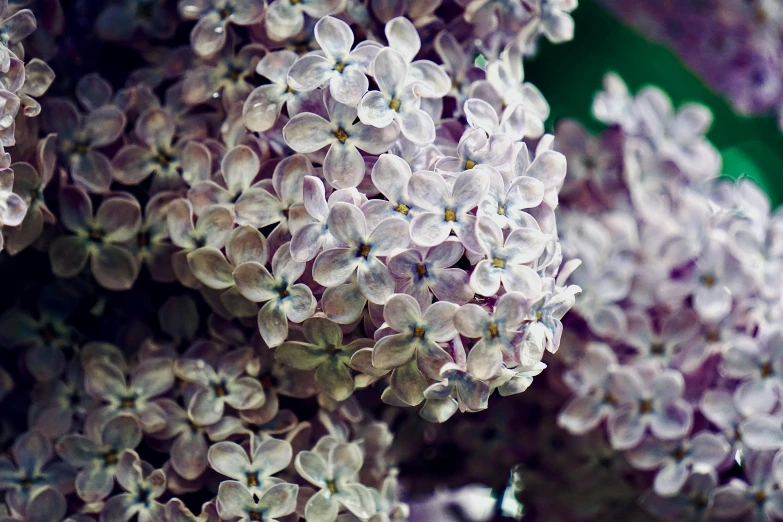 many small white flowers on display with no one in the po