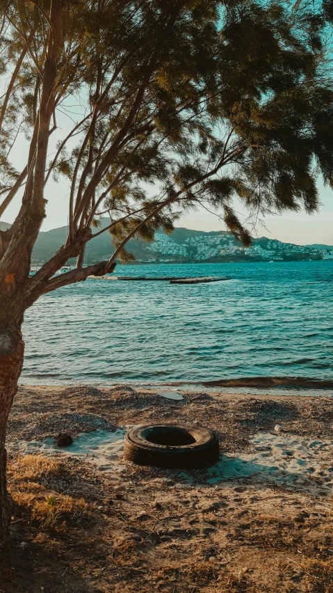 trees and water on the shore by the beach