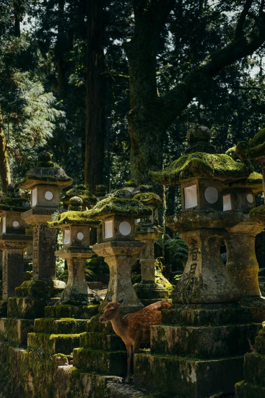 a forest with lots of moss growing on the stones and tall trees