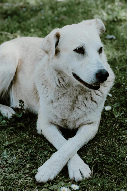 a large white dog sitting on a lush green field