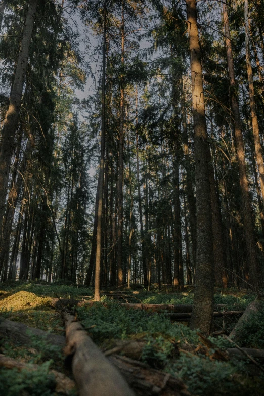 a small dog running in the forest