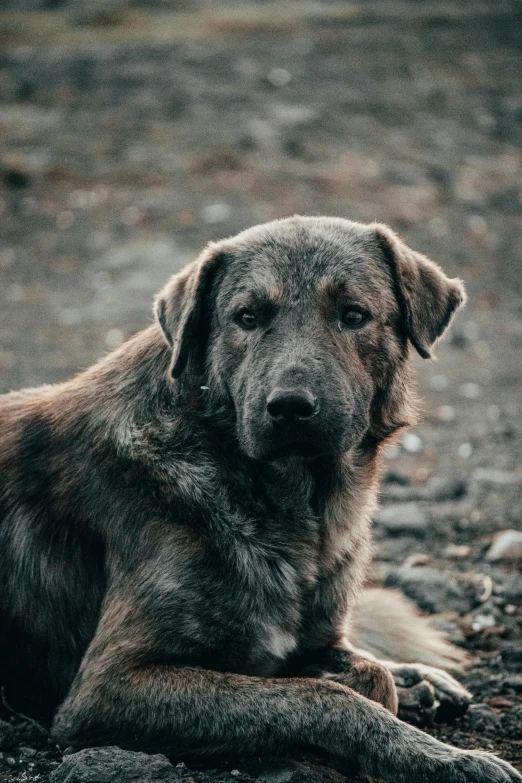 a large grey dog sitting in the dirt