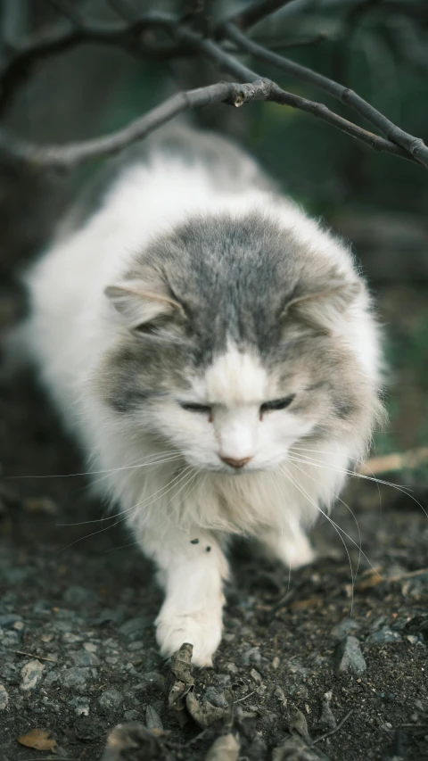 a cat that is walking in the dirt